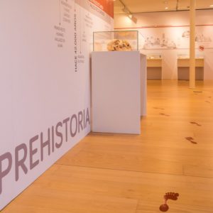 Exhibition Panels & Showcases